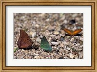 Three Butterflies, Gombe National Park, Tanzania Fine Art Print