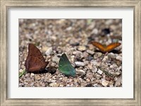Three Butterflies, Gombe National Park, Tanzania Fine Art Print