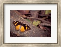 Resting Butterfly, Gombe National Park, Tanzania Fine Art Print