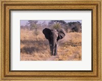 Elephant, Okavango Delta, Botswana Fine Art Print