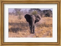 Elephant, Okavango Delta, Botswana Fine Art Print