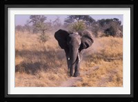 Elephant, Okavango Delta, Botswana Fine Art Print