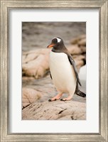 Antarctica. Adult Gentoo penguins on rocky shoreline. Fine Art Print