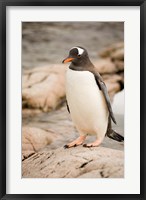 Antarctica. Adult Gentoo penguins on rocky shoreline. Fine Art Print