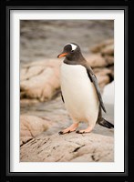 Antarctica. Adult Gentoo penguins on rocky shoreline. Fine Art Print