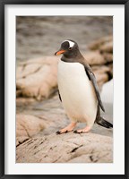 Antarctica. Adult Gentoo penguins on rocky shoreline. Fine Art Print