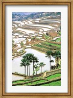 Asia, China, Yunnan Province, Jiayin. Flooded Terraces Fine Art Print