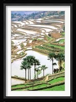 Asia, China, Yunnan Province, Jiayin. Flooded Terraces Fine Art Print