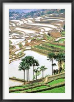 Asia, China, Yunnan Province, Jiayin. Flooded Terraces Fine Art Print