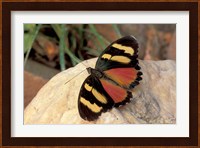 Orange/Yellow Butterfly, Gombe National Park, Tanzania Fine Art Print