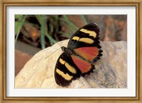 Orange/Yellow Butterfly, Gombe National Park, Tanzania Fine Art Print