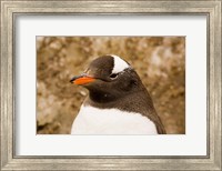 Fledgling Gentoo Penguin, Antarctica Fine Art Print