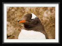 Fledgling Gentoo Penguin, Antarctica Fine Art Print