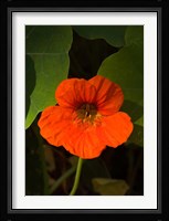 Africa, Malawi, Zomba, Flower at Hotel Sunbird Ku Chawe Fine Art Print