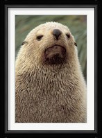 Antarctic Fur Seal, White Morph, South Georgia Island, Antarctica Fine Art Print