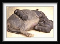 China, Yunnan, Huangsao Ba. Sow, piglets, farm animals Fine Art Print