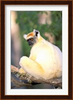 Africa, Madagascar, Daraina. Golden-crowned Sifaka Fine Art Print