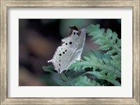 White Butterfly, Gombe National Park, Tanzania Fine Art Print