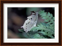 White Butterfly, Gombe National Park, Tanzania Fine Art Print