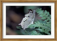 White Butterfly, Gombe National Park, Tanzania Fine Art Print