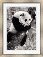 China, Sichuan, Giant Panda Bear, Wolong Reserve Fine Art Print