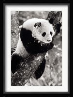 China, Sichuan, Giant Panda Bear, Wolong Reserve Fine Art Print