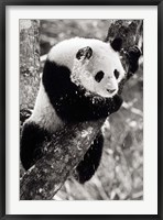 China, Sichuan, Giant Panda Bear, Wolong Reserve Fine Art Print