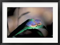 Colorful Butterfly Wings, Gombe National Park, Tanzania Fine Art Print
