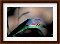 Colorful Butterfly Wings, Gombe National Park, Tanzania Fine Art Print