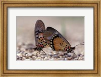 A pair of Butterflies, Gombe National Park, Tanzania Fine Art Print