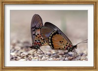 A pair of Butterflies, Gombe National Park, Tanzania Fine Art Print