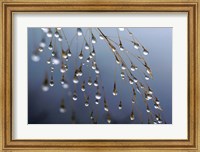 Dewdrops, Huansan, China Fine Art Print
