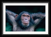 Female Chimpanzee Stretching, Gombe National Park, Tanzania Fine Art Print