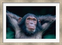 Female Chimpanzee Stretching, Gombe National Park, Tanzania Fine Art Print