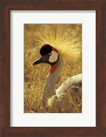 African Crowned Crane, South Africa Fine Art Print