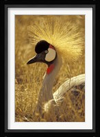 African Crowned Crane, South Africa Fine Art Print