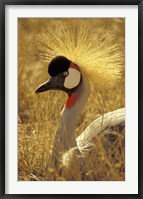 African Crowned Crane, South Africa Fine Art Print