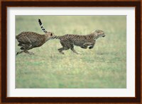 Cheetah Cub Playing on Savanna, Masai Mara Game Reserve, Kenya Fine Art Print