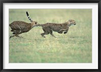 Cheetah Cub Playing on Savanna, Masai Mara Game Reserve, Kenya Fine Art Print