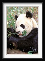 China, Wolong Nature Reserve, Giant panda bear Fine Art Print