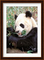 China, Wolong Nature Reserve, Giant panda bear Fine Art Print