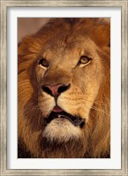 Closeup of a Male Lion, South Africa Fine Art Print