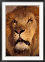 Closeup of a Male Lion, South Africa Fine Art Print