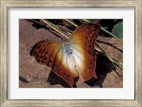Detail of Butterfly Wings, Gombe National Park, Tanzania Fine Art Print