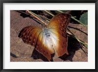 Detail of Butterfly Wings, Gombe National Park, Tanzania Fine Art Print