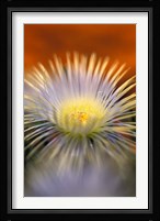 Herra elongara, Namaqualand, South Africa Fine Art Print