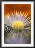 Herra elongara, Namaqualand, South Africa Fine Art Print