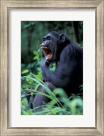 Female Chimpanzee Yawning, Gombe National Park, Tanzania Fine Art Print