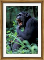 Female Chimpanzee Yawning, Gombe National Park, Tanzania Fine Art Print
