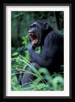 Female Chimpanzee Yawning, Gombe National Park, Tanzania Fine Art Print
